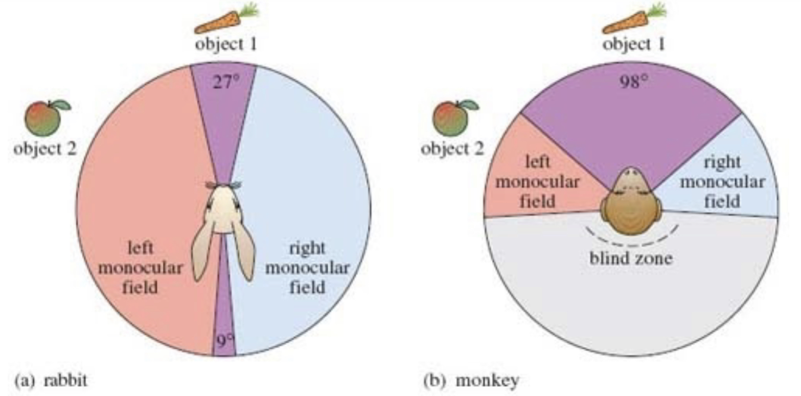 What Makes a Goat Go? Hidden Villa